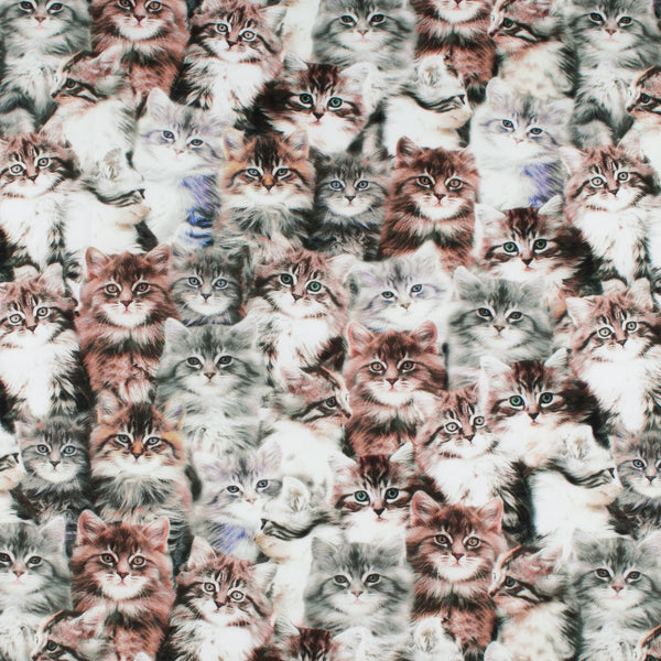 ESSENTIAL Printed Cotton - WINDHAM - Cats - Brown