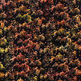 Stashbuster Cotton - NORTHCOTT - 034 - Black