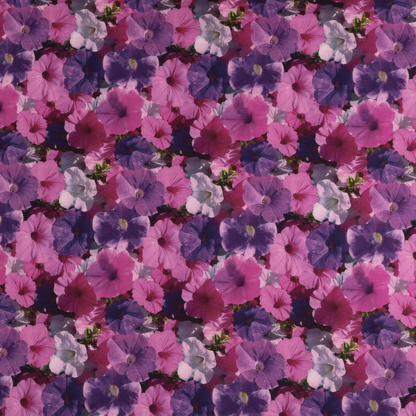 Digital Printed Cotton - FLOWER FIELDS - 001 - Fuschia