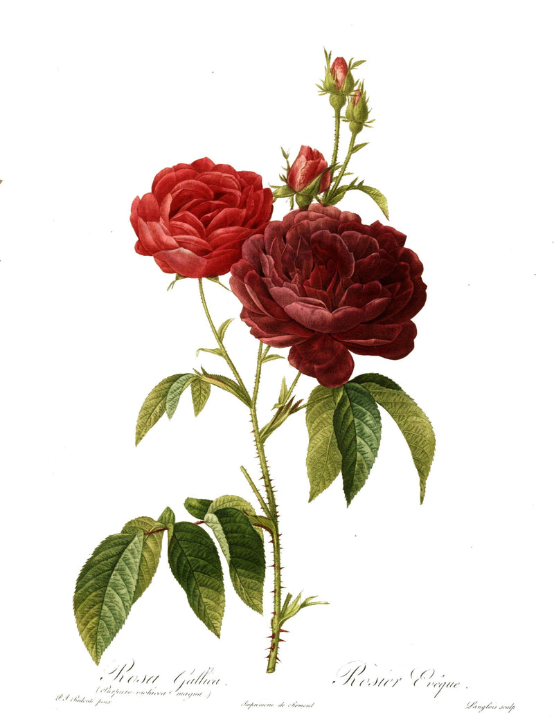 Redoute_-_Rosa_gallica_purpuro-violacea_magna