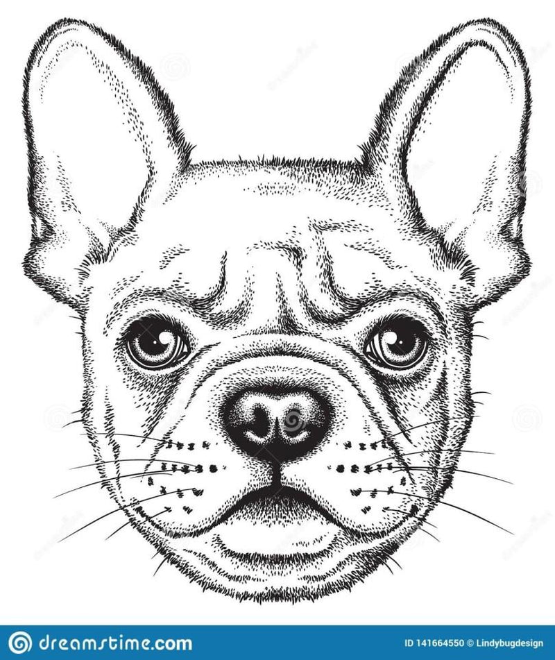 croquis-de-portrait-d-un-bouledogue-français-ou-frenchie-illustration-vecteur-141664550 Fabric Studio Uploads 1668610114-1261